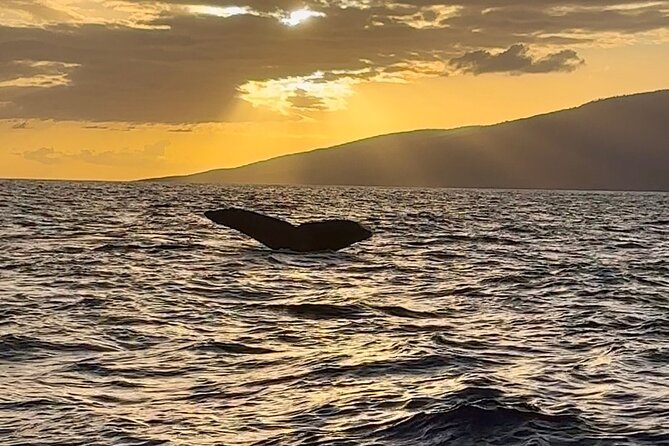 West Maui Sunset Whale Watch - Value: Small Group Time Plus Water and Photo Tools