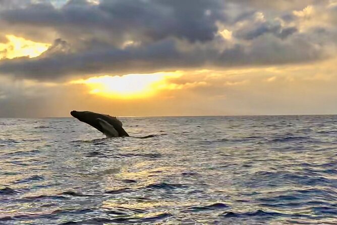 West Maui Sunset Whale Watch - Spotting Humpback Whales Up Close in Maui’s Marine Sanctuary