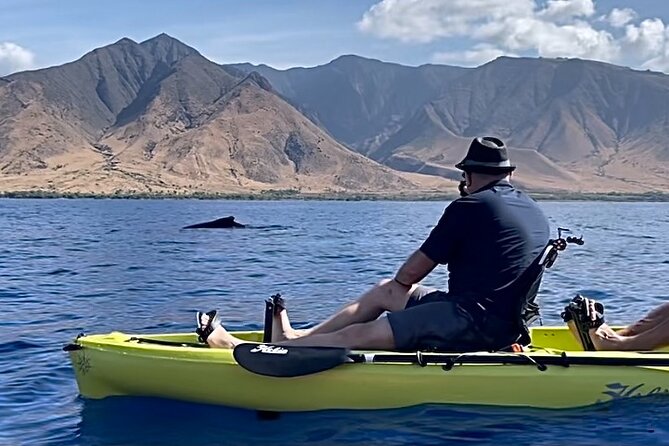 Whale Watch and Scenic Tour from Kayak - Key highlights you’ll feel right away