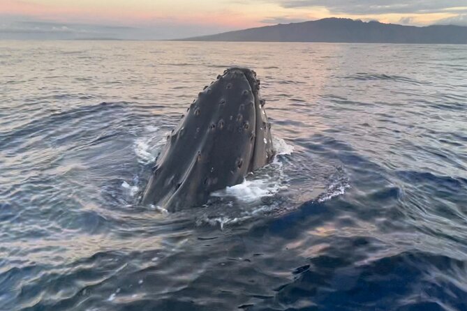 Whale Watch and Scenic Tour from Kayak - Whale season Dec–Apr versus scenic months