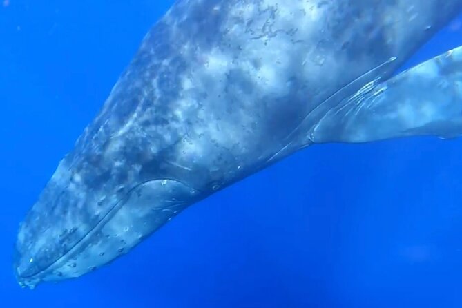 Whale Watch and Scenic Tour from Kayak - What’s included: the practical stuff that saves your day