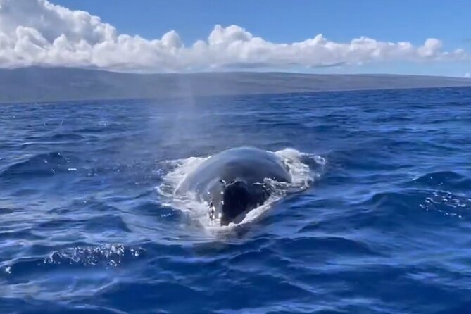Whale Watch and Scenic Tour from Kayak - Tips to make this trip smoother on your body and in your head