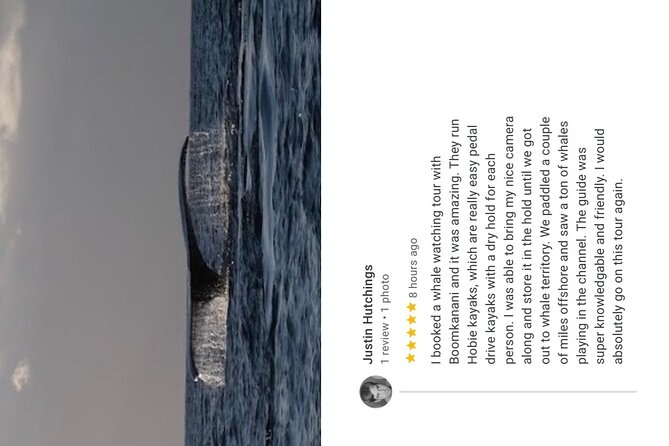 Whale Watch and Scenic Tour from Kayak - Value, timing, and who should book this kayak outing