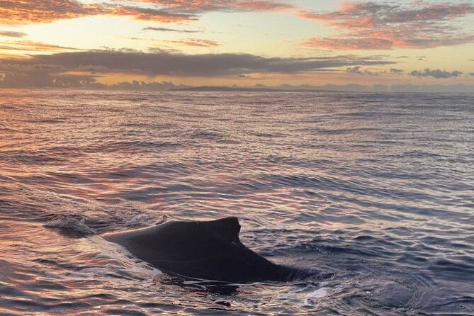 Whale Watch and Scenic Tour from Kayak - Should you book this Olowalu whale watch and scenic kayak tour?