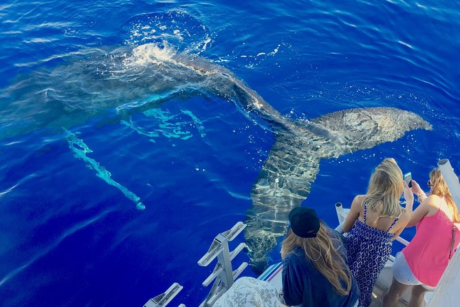 Whale Watch and Turtles Snorkel - Quick hits you can use right away