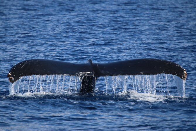 Whale Watch and Turtles Snorkel - Pride of Maui: why this boat choice matters on Maui