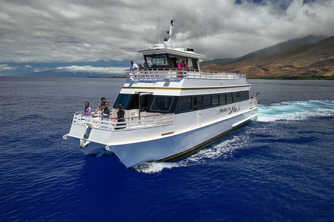 Whale Watch and Turtles Snorkel - Whale watch with a real guarantee: what you should expect
