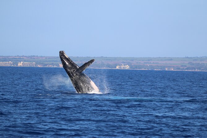 Whale Watch and Turtles Snorkel - Reef snorkeling and turtle time: how to get better odds