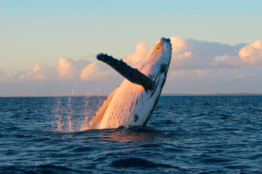 Whale Watch Sail Ma'alaea - Key highlights that make this sail feel worth it