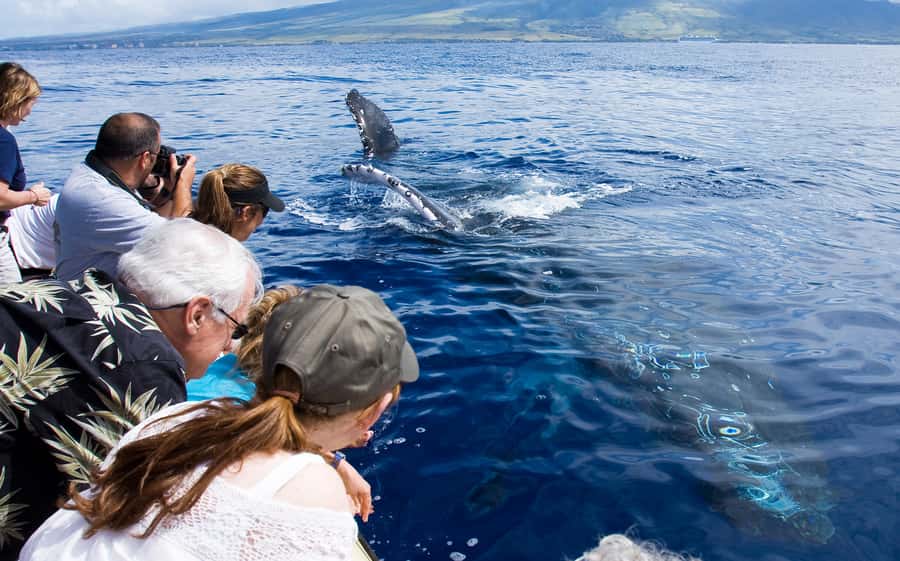 Whale Watch Sail Ma'alaea - Ocean Spirit and eco-sailing: what the boat experience is really like