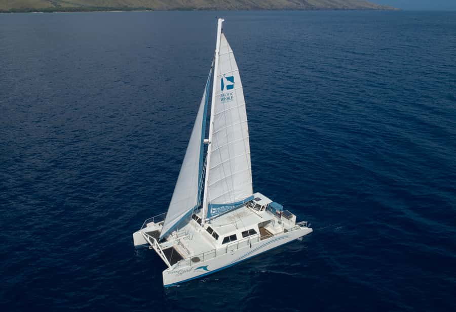 Whale Watch Sail Ma'alaea - Cruising Maui’s humpback season: why spotting is more likely here