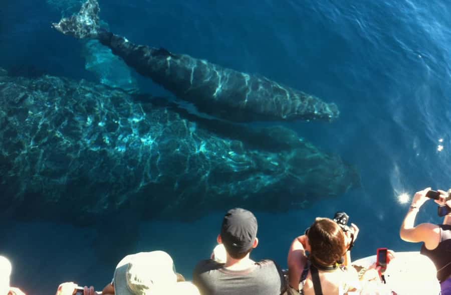 Whale Watch Sail Ma'alaea - On the water: what “90 minutes” actually means for your time