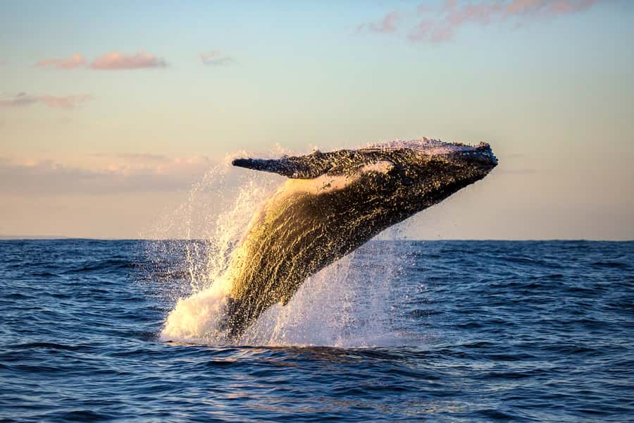 Whale Watch Sail Ma'alaea - Included perks that improve comfort (and one that improves your memories)