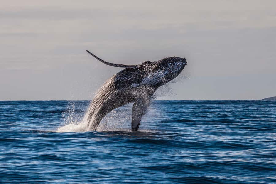 Whale Watch Sail Ma'alaea - Sunscreen and small prep: what to pack so the sea air stays fun