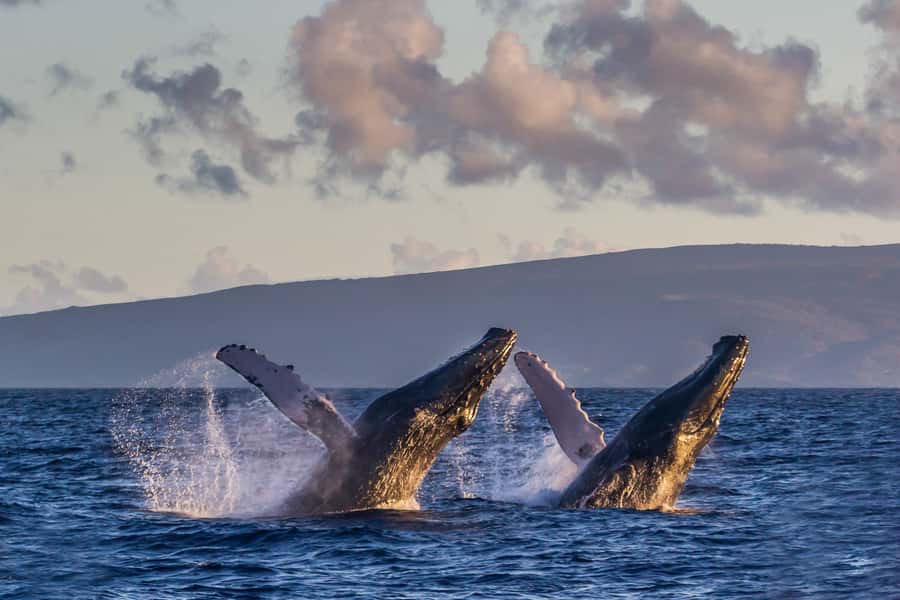 Whale Watch Sail Ma'alaea - Maui Harbor Shops check-in: where you start and how to keep it smooth