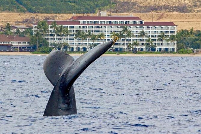 Whale Watching Experience - Key highlights that matter on this whale watch