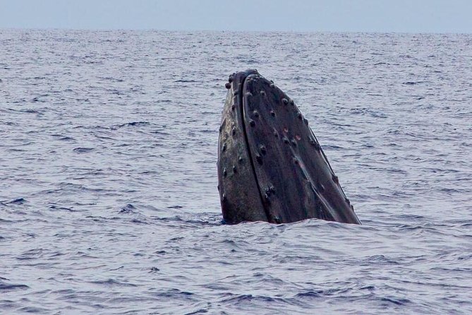 Whale Watching Experience - Ka’anapali’s small raft-style boat: your best shot at close sightings
