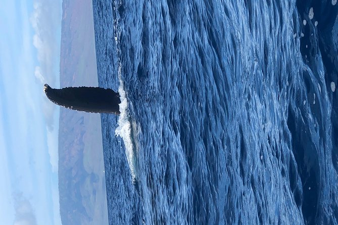 Whale Watching Experience - What the crew adds: marine biology-style facts that make sightings click