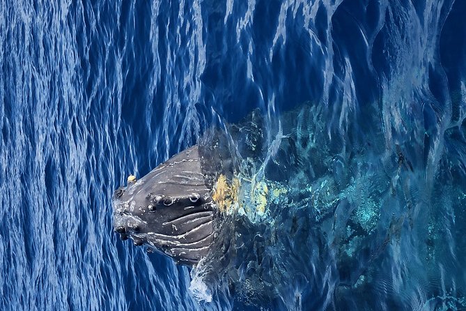 Whale Watching Experience - Comfort and safety details that make or break whale season
