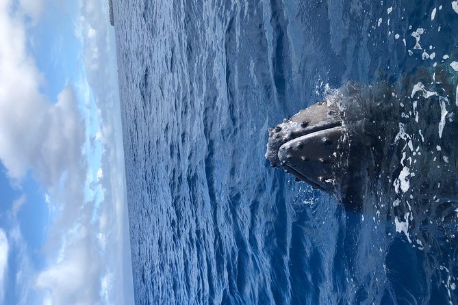 Whale Watching Experience - Price and value: $102.20 for 2 hours of close viewing