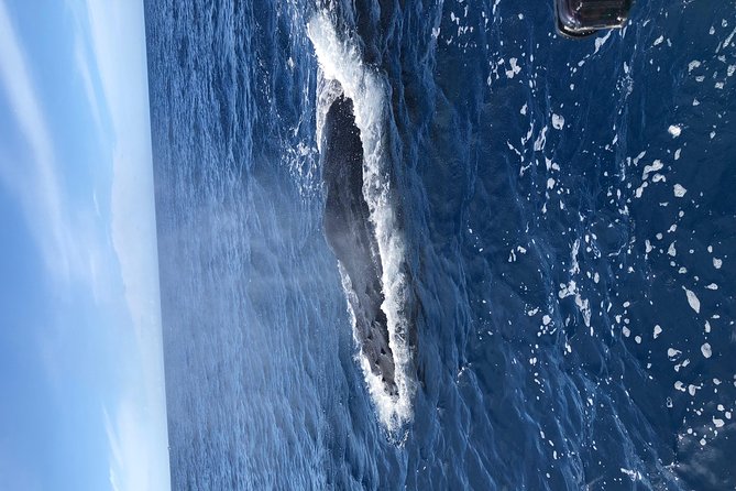 Whale Watching Experience - When you might get wet or feel motion: plan for the real ocean