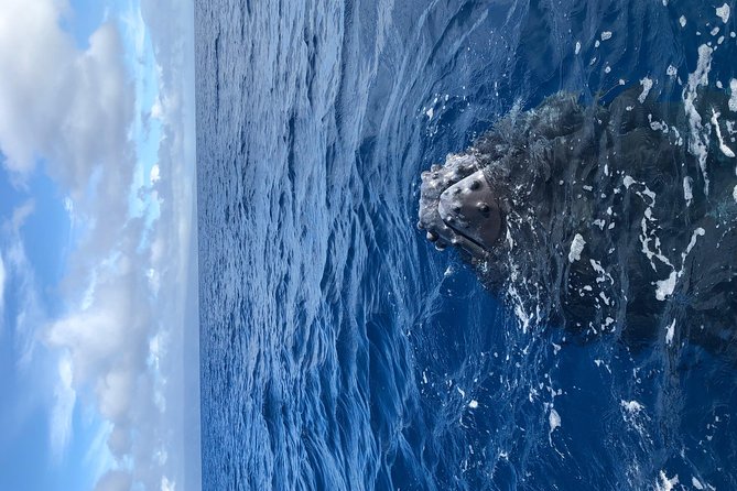 Whale Watching Experience - Should you book this Maui humpback whale watch?