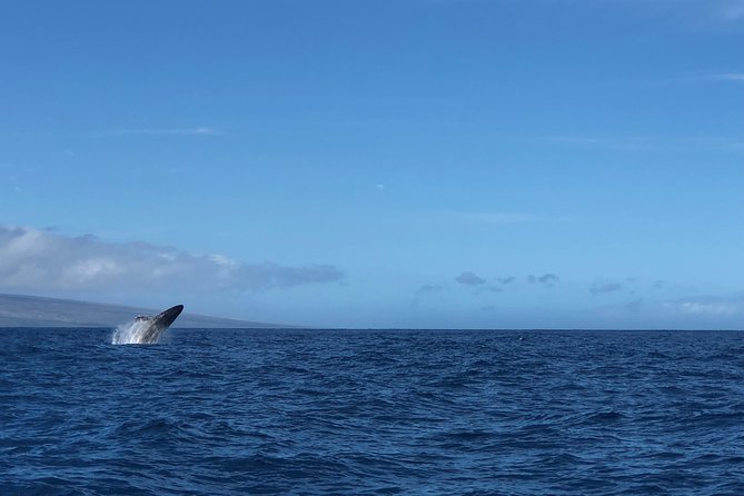 Whale Watching Experience - Out on the water: how the captain hunts humpbacks