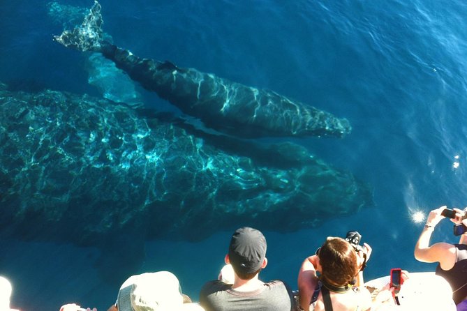 Whale Watching from Ma'alaea Harbor - Entering The Ma’alaea Harbor Zone: Where This Whale Watch Starts
