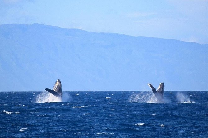 Whale Watching from Ma'alaea Harbor - Listening to Whale Songs Through Hydrophones
