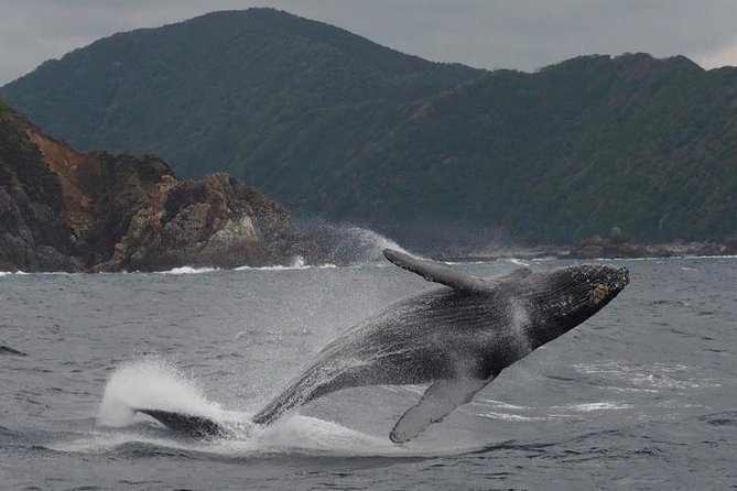Whale Watching from Ma'alaea Harbor - Ma’alaea Harbor Time: Shops, Food, and 30 Minutes to Breathe