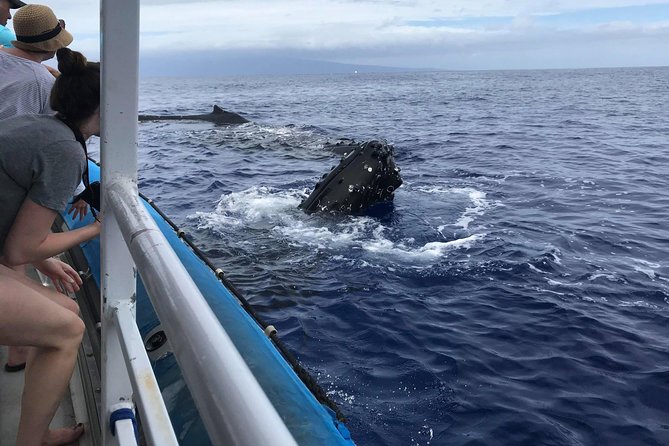 Whale Watching from Ma'alaea Harbor - Comfort and Real-World Conditions: When Wind Happens