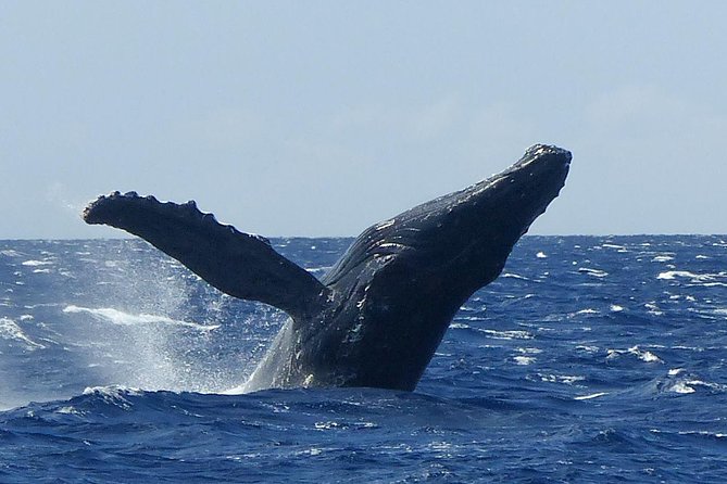 Whale Watching from Ma'alaea Harbor - The Two-Hour Cruise: What You’re Really Paying For