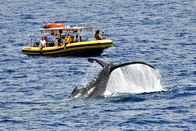 Whale Watching Maui: 2-Hour Small Group Raft Tour from Lahaina - Quick Takeaways
