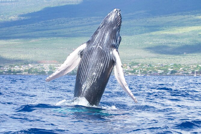 Whale Watching Tour on a Charming Hawaiian Catamaran From Maalaea - Key highlights worth planning for