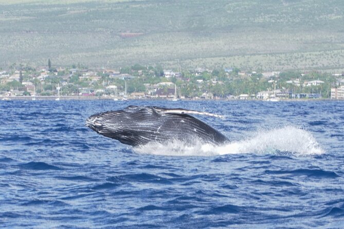 Whale Watching Tour on a Charming Hawaiian Catamaran From Maalaea - Views of West Maui, Molokai, and Lanai from a deck you can actually use