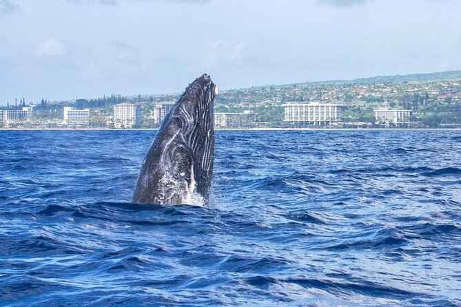 Whale Watching Tour on a Charming Hawaiian Catamaran From Maalaea - Food, drinks, and the real value of the $85 price