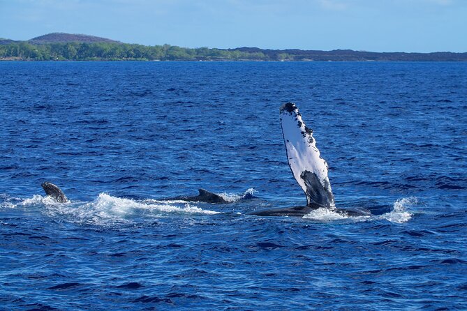 Whale Watching Tour on a Charming Hawaiian Catamaran From Maalaea - Comfort and motion: what to do when it gets windy