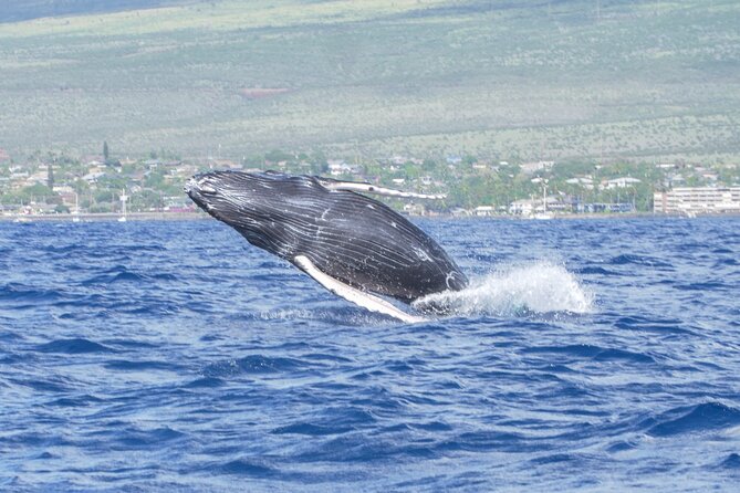 Whale Watching Tour on a Charming Hawaiian Catamaran From Maalaea - Who should book this tour (and who might want a different plan)