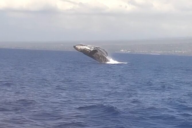 Whale Watching Tour on a Charming Hawaiian Catamaran From Maalaea - What you can realistically see: humpbacks, calves, and breaches