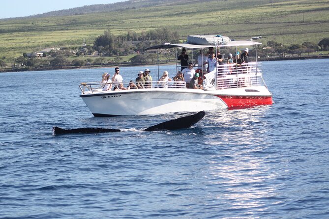 WHALES GUARANTEED Maui Whale Watching Makai Adventures - Where You Start: Mala Boat Ramp in Lahaina