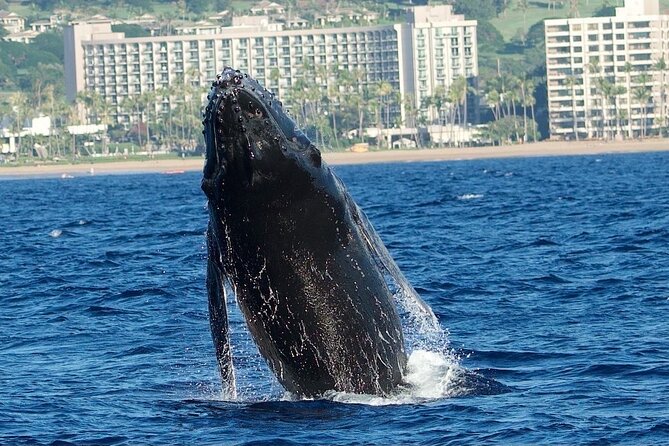 WHALES GUARANTEED Maui Whale Watching Makai Adventures - Photos and Camera Tips That Actually Help
