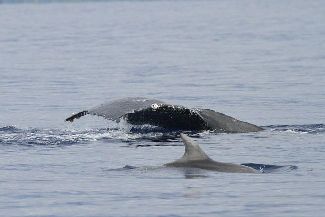 Whalewatch Deluxe Tour from Ma'alaea Harbor - The PacWhale Eco-Adventures and Pacific Whale Foundation connection