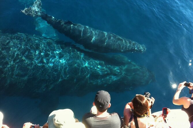 Whalewatch Deluxe Tour from Ma'alaea Harbor - Whale sightings are guaranteed: how that actually changes your odds