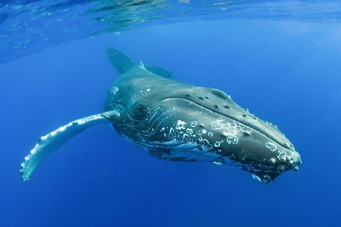 Whalewatch Deluxe Tour from Ma'alaea Harbor - Lunch on a whale cruise: buffet, coffee/tea, and comfort value