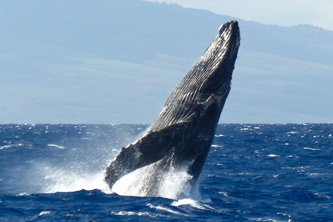 Whalewatch Deluxe Tour from Ma'alaea Harbor - Price and value: is $158 worth it for 3 hours?