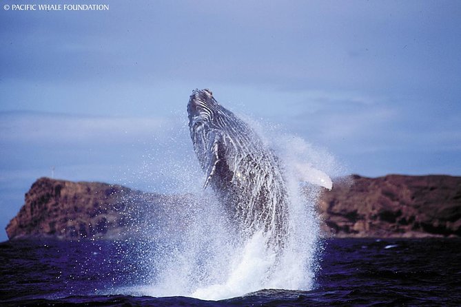 Whalewatch Deluxe Tour from Ma'alaea Harbor - Your 3-hour whalewatch plan: what happens from boarding to return